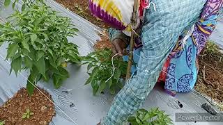 लांबडी मिरची बांधणी  Green chilli farming