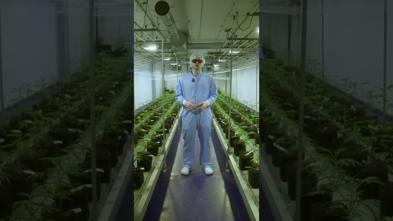 Successful growing operation with LEDs VS HPS