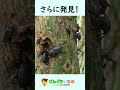 クワガタを見つけた気分になれる動画【クワガタ探し】