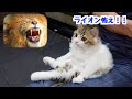 子猫にサバンナの動物映像を見せたときの反応がこちらです 笑
