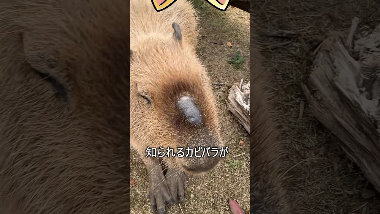 鼻にコブがあるカピバラは、絶対に触らないでください