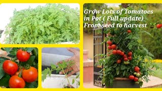 Grow Lots of Tomatoes in a Pot?( Full update). From seed to harvest ??. Organic Farming. Glam Hub.