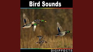 Common Gull Version 2 - Digiffects Sound Effects Library