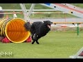 Clash folly sm skbs 2016 agility