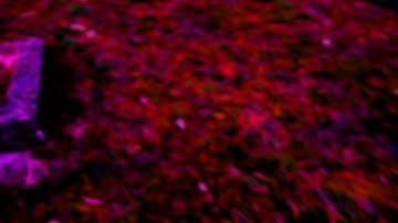 Snooze in Motion - Shadow