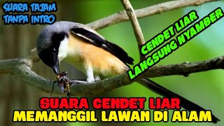 SUARA PIKAT CENDET MEMANGGIL CENDET LIAR,SUARA KHAS CENDET ALAM .