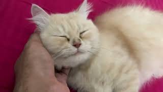Cherry loves to be cuddled | My Cute Persian by Persian Cat 69 views 6 months ago 1 minute, 17 seconds