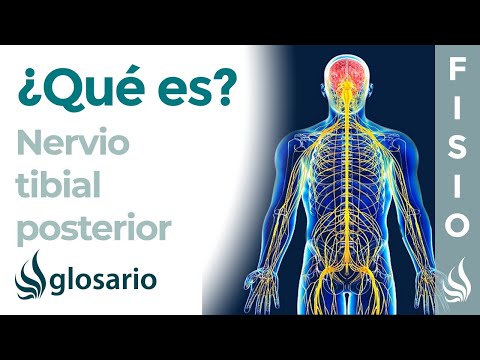 Video: ¿Dónde se origina el nervio tibial?