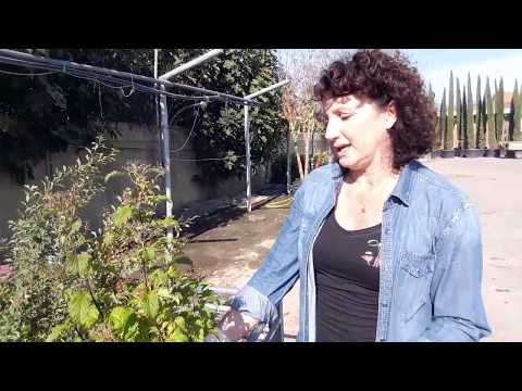 Video: Spirea Giapponese