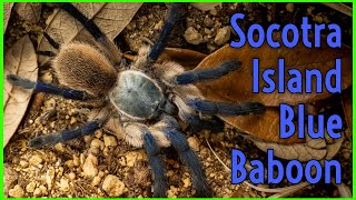 Nature's Sapphire in the Socotra Spider Kingdom -  Monocentropus balfouri