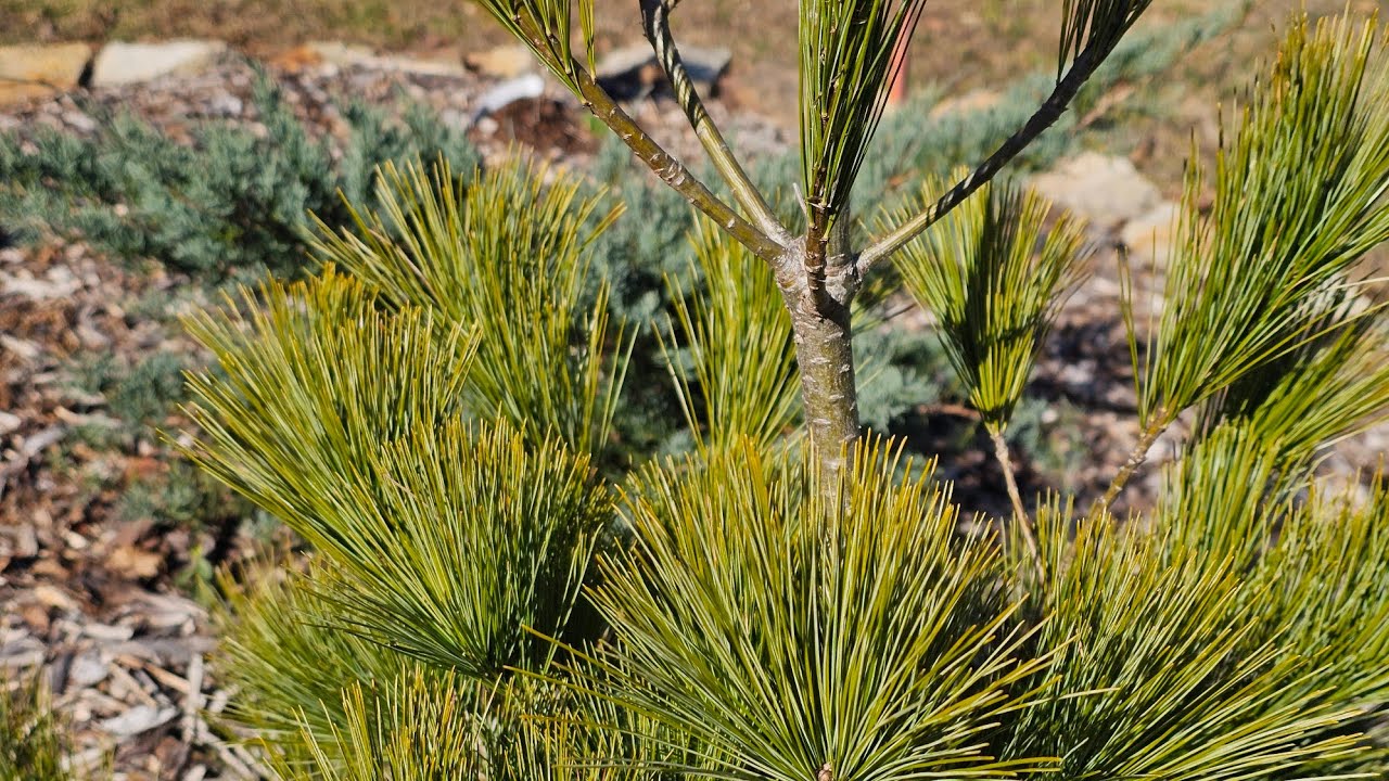 Pinus Strobus Louie, other trees, and rambling thoughts 🤣