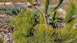 Pinus Strobus Louie, Other Trees, And Rambling Thoughts