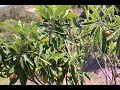 Loquat   fruit taste test and tree review april 25 2021 san diego ca