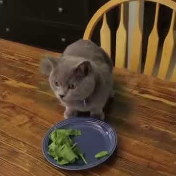Непослушный кот - YouTube