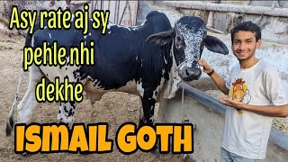 Ase Rate Yahi Hain Ismail Goth Mandi Karachi Cattle Rate Update 15-May-2024 | Cow mandi 2024 | #cow