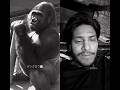 #Gorilla shant baitha hai 🦍😂 short reel #viral #funnyvideos # 1M views #comedy