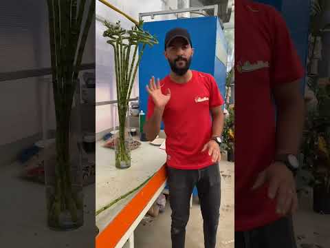 عصا موسى والعناية بيها اشترك بل قناة وفعلو الجرس ليصلكم كل جديد العراق بغداد الموصل مشاتل نباتي