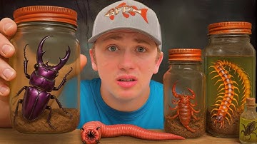 I Bought The Deadliest Insects (to keep as pets)