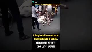 A Dehydrated horse collapses from heatstroke#breaking#breakingnews#facts#gs#gsmedia#india#trending