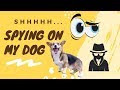 SPYING ON MY DOG FOR A DAY | WHAT MY CORGI DOES BY HIMSELF (GO PRO AND PETCUBE PLAY 2 FOOTAGE)