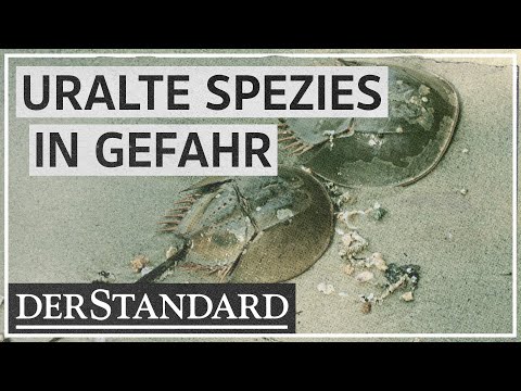 Video: Warum Sie sich für Pfeilschwanzkrebse interessieren sollten