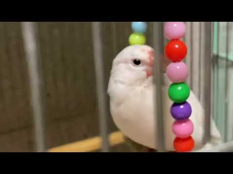 【文鳥】もう1羽もまた…【Java Sparrow】