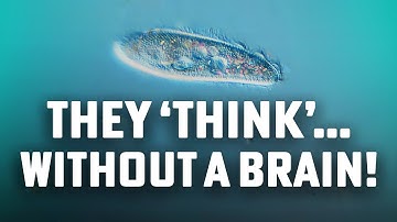 Brain Without a Brain? The Surprising Intelligence of Single-Celled Organisms  #Habituation