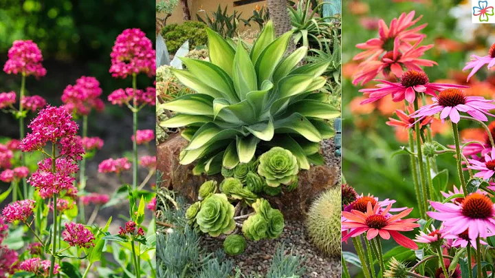 45 Best Drought Tolerant Plants that Grow In Lack of Water - DayDayNews