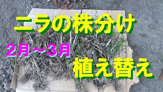 菜園生活 ２月３月が適期 ニラの株分けと植え替え 12 2 13 Youtube