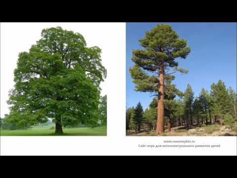 Видео: Лиственные и хвойные породы: определение дерева хвойных и лиственных пород