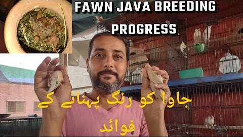fawn Java breeding progress| java colour ring |فان جاوا کو رنگ پہنانے کے فوائد