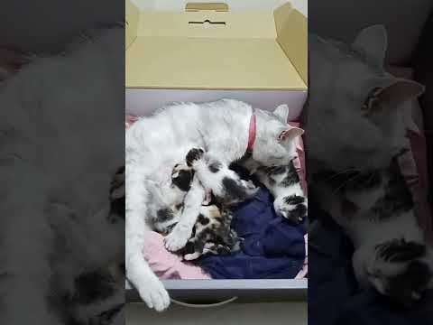 Love story ❤️😍🥰 #kittenlove #catvideo #kittensoftiktok #милота #kittenlife