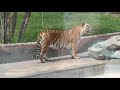 Lo Más Hermoso Que verás Y Tigre Mamá Protege a sus cachorros❤️