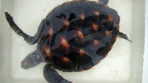 Ngư dân Quảng Nam bắt được đồi mồi quý hiếm || Tu Peony