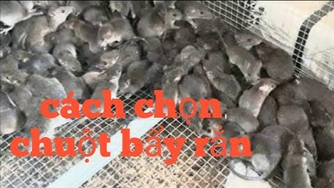 chia sẻ cách kiếm chuột bẩy rắn mà không tốn chi phí |Thành Công (Hunting Catching)