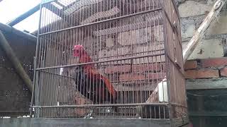 ayam hutan merah jawa/kasintu (red junglefowl) rajin kokok