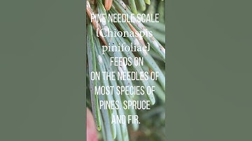 IPM Shorts: Pine Needle Scale