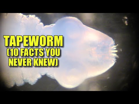 Video: Wat is een lintwormplant: informatie over het kweken van lintwormplanten