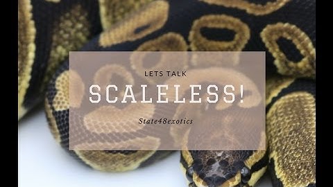 Lets Talk Scaleless Ball Pythons!!