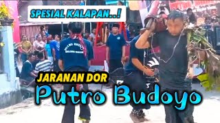 Spesial Kalapan Njebol Wit Gedang Jaranan Dor Putro Budoyo