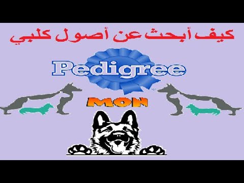 Vidéo: Comment Faire Un Pedigree Pour Un Chien