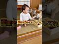 お弁当は、開ける前がいちばん楽しみ。#柴犬 #ショート動画 #かわいい