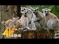 4k zoo animals  relax with floating music  urban life