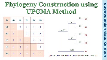 Constructing Phylogenetic Tree using UPGMA Method — Step-by-step Explanations #Bioinformatics #AKBIT