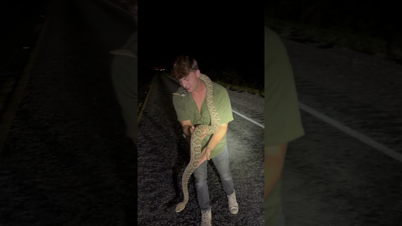 Holding a Huge Rattlesnake in Texas 🤯