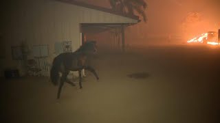 Thousands have fled their homes in los angeles county as wind-whipped
flames tore across the san fernando valley. nearly 13,000 were under
mandatory ev...