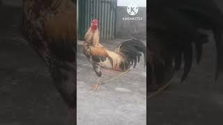 Aseel Ka Cross Breed Desi Madi Se