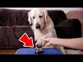 Funny Attempts to Teach My Dog How to Ring a Bell