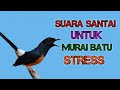 Suara Murai Batu Ngamuk Cocok Untuk Lawan Murai Batu Bisu Mp3 - Mp4 Download