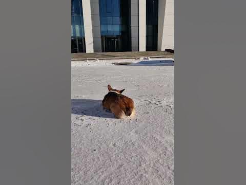 Корги попка. #вельшкоргипемброк #коржик #корги - YouTube